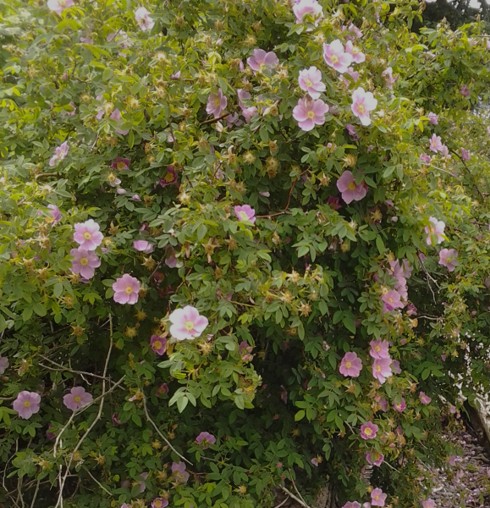 Nootka Rose